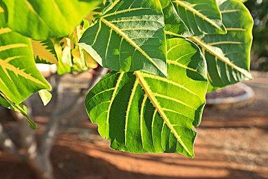 视觉小说《近月少女的礼仪》上线Steam 6月17日发售