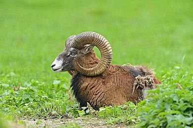 《合金装备3：重制版》新视频 和平行者潜行服展示